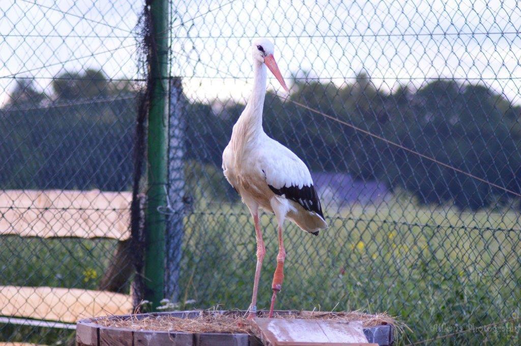 בולסלאביש Agroturystyka Klekusiowo מראה חיצוני תמונה
